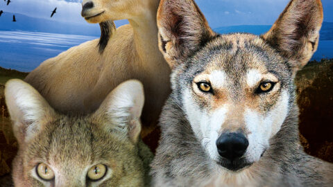 Rising Sun Media Presents: Land of Genesis